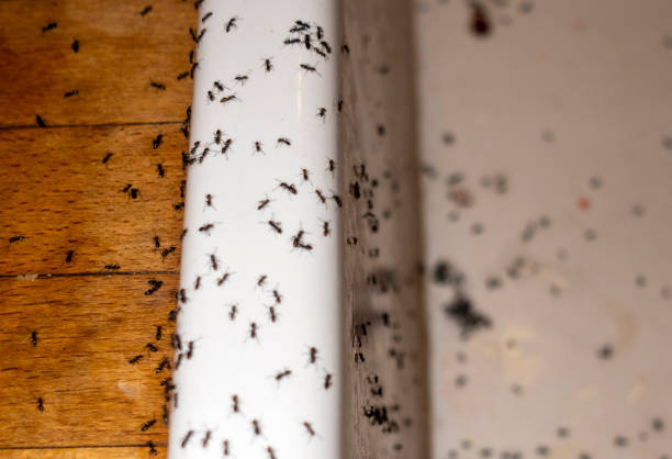Pest Control Cost in Grifton, NC